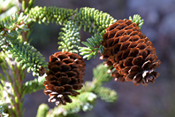Picea likiangensis